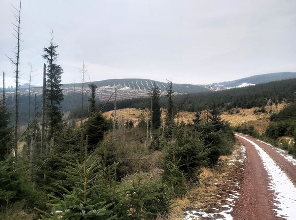 Dryhope Hill