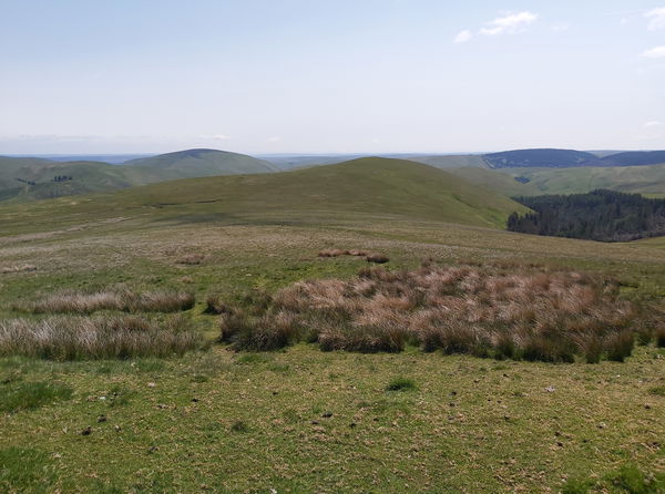 Ward Law