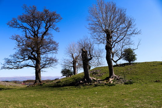 Mayburgh Henge