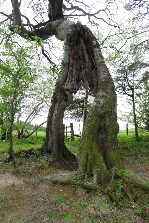 The Haining