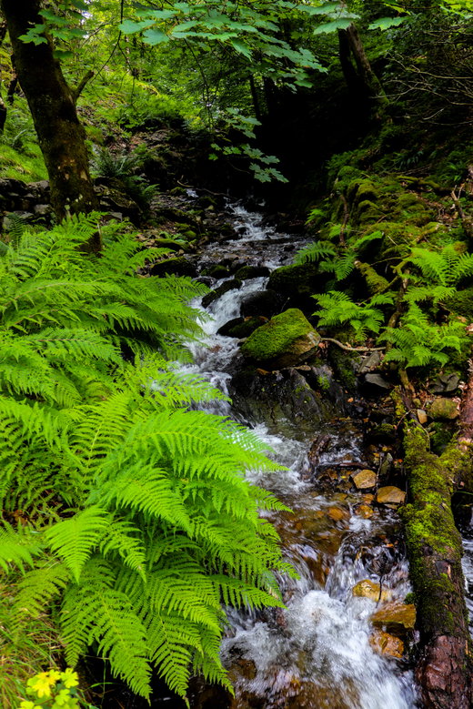 Tom Gill Waterfall