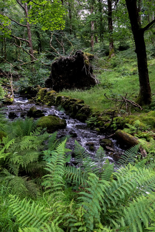 Tom Gill Waterfall