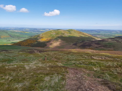 Cheviot Big Uns