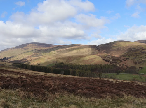 Cheviot 99