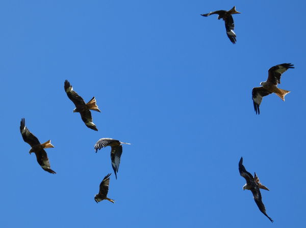 Bellymack Farm Red Kite Feeding Station