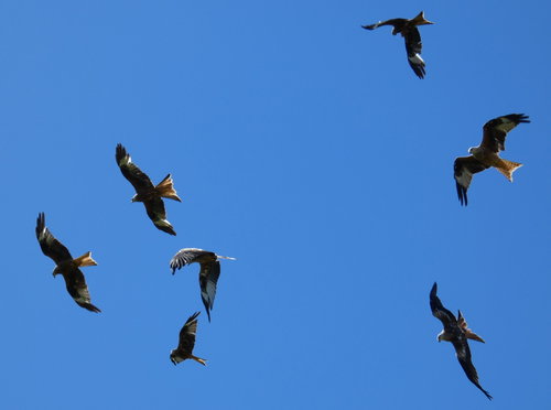 Bellymack Farm Red Kite Feeding Station