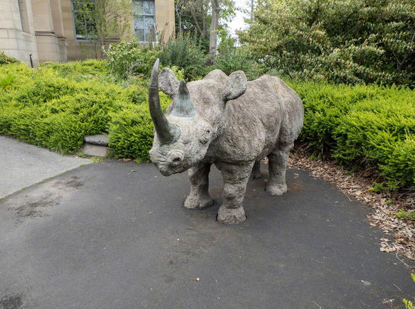 Black Rhinoceros