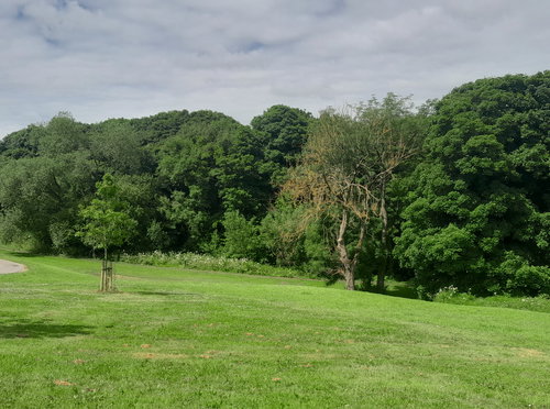 Hetton Bogs Nature Reserve