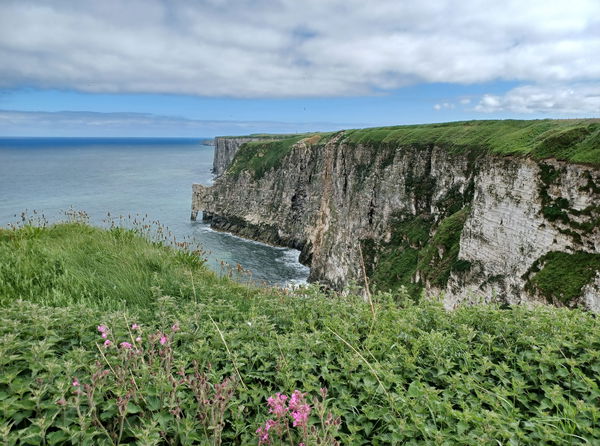 RSPB Bempton Cliffs