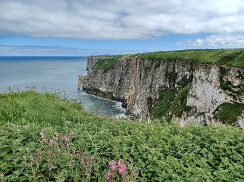 RSPB Bempton Cliffs