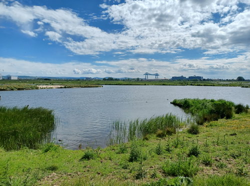 RSPB Saltholme