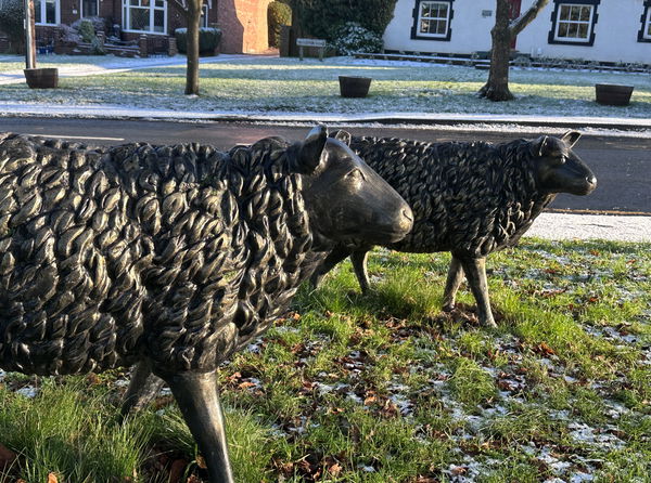 Sadberge Sheep