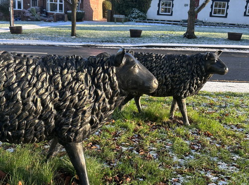 Sadberge Sheep