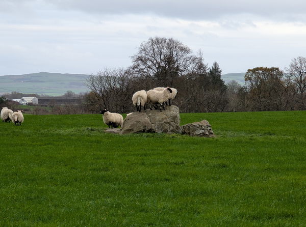Twelve Apostles Stone Circle Dumfries
