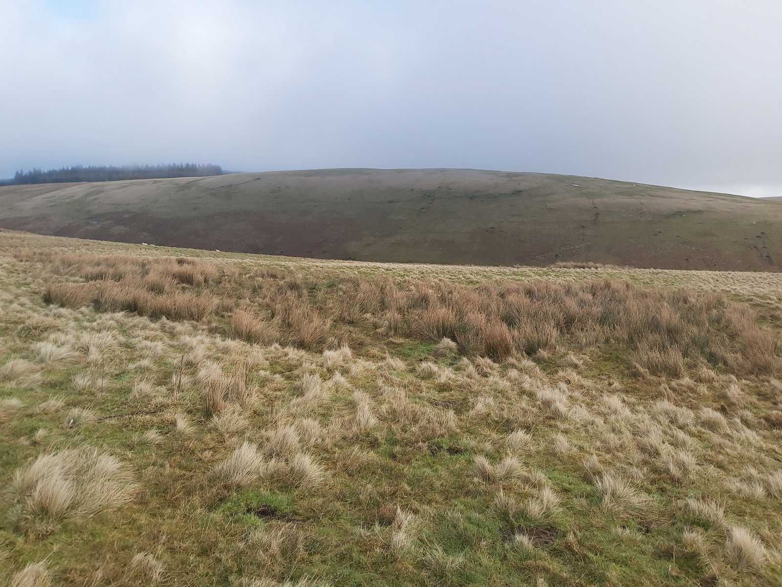 Wholehope Knowe