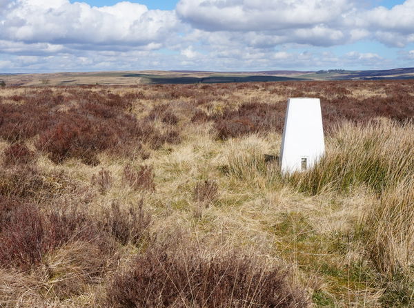 Ealingham Rigg Trig Point